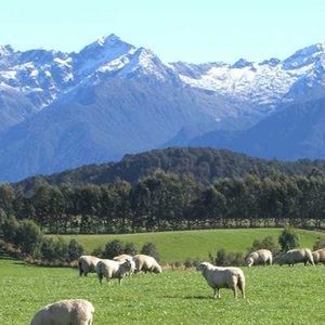 Meet your Posher, Shelby